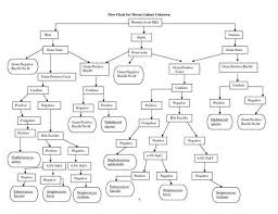 62 Matter Of Fact Gram Stain Flow Chart