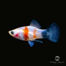 Image result for Platycoryne mediocris