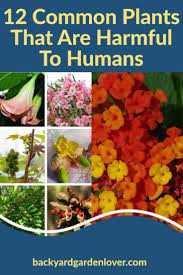 Pin On Flower Gardening
