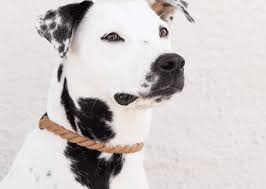 Charity pot body lotion, which is vegan, not tested on animals and made only with safe synthetics and natural view image. 21 Awesome Products That Give Back To Dog Rescues Barkpost