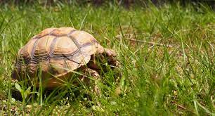 When Can I Put My Baby Sulcata Outside Pet Sulcata Tortoise