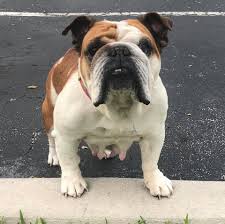 Form to fill out adoption application for english bulldog or to foster an english bully. Larue S Legacy Bulldog Rescue Of South Florida Posts Facebook