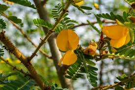 Image result for Aeschynomene elaphroxylon