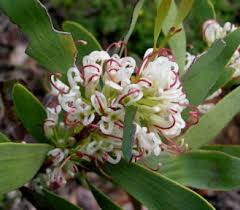 Image result for Cyclocarpa