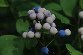 Image result for Blue Cohosh