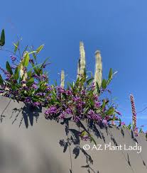 Flowering trees that grow in arizona. A Stroll Through A Flowering Winter Garden Azplantlady Com
