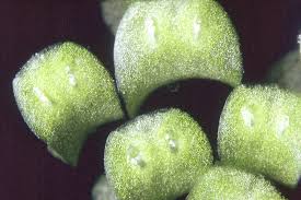 Image result for Wolffiella