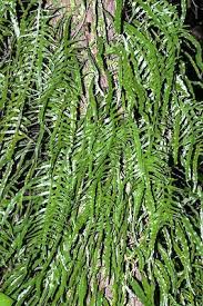 Image result for Microsorum scandens