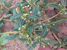 Image result for Gisekiaceae