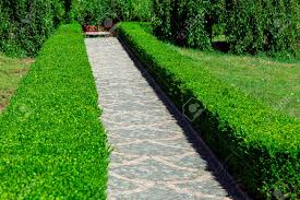 We did not find results for: Boxwood Hedge From The Deciduous Bushes A Green Area In The Garden Stock Photo Picture And Royalty Free Image Image 119363204