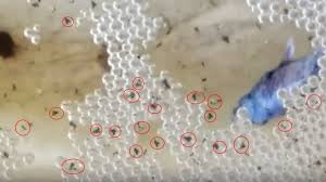 This Is What A Newly Hatched Betta Fry That You Need To Know Betta Bettafry Breeding Betta Fish Betta Breeding Betta Fish Care