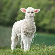 See more ideas about funny cats, crazy cats, funny animals. 15 Funny Photo Manipulation Of Cat Faces On Animals Koty Vezde