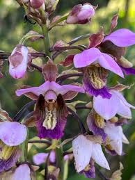 Image result for Eulophia horsfallii