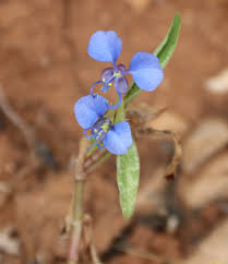 Image result for Commelina nyasensis