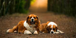 Maybe you would like to learn more about one of these? Les Maladies Du Chien Cesar Felix