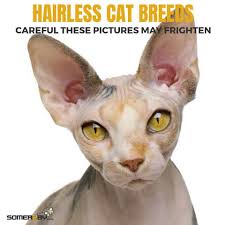 File a complaint about cat breeders. Hairless Cats The Ultimate Guide Of Hairless Cat Breeds