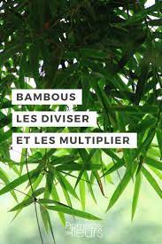 Le secret d'une potion magique de mère nature vous sera transmis pour réussir vos boutures à coup sûr ! Epingle Sur Conseils Et Astuces Jardins