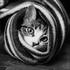 Published on september 22, 2016, under animals. 37 Beautiful Cat Pictures