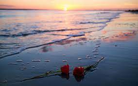 Red roses the darkest creatures beach the beach red rose flower beaches. Flowers Rose Sunlight Beach Hd Wallpapers Desktop And Mobile Images Photos