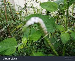 Image result for Laportea interrupta