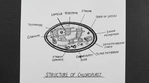 We did not find results for: Diagram Of Chloroplast How To Draw Chloroplast Diagram Ncert Youtube