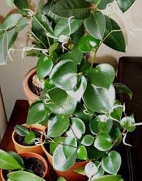 Image result for Tristachya