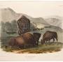 Profile Picture of American Bison or Buffalo Family from The Viviparous Quadrupeds of ... (@donaldheald.com) on Google