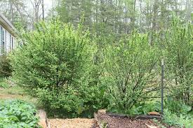 Plant these 15 feet apart for full size mature plants or 4 feet apart for a hedge. Edible Landscaping Nanking Cherry Bushes New Life On A Homestead