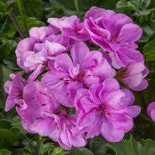 Pin On Plant Geran Heat Interspecific Ivy P Peltatum