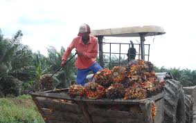 Petani atau sp) merupakan sebuah bandar yang terbesar di negeri kedah darul aman berbanding alor setar. Nasib Warga Pungkat Setelah Ada Perusahaan Sawit Mongabay Co Id