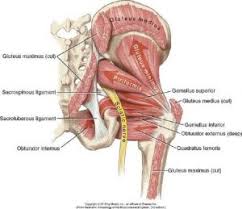 Beginners may have many questions when it comes to glute injection supplies: A Pain In The Butt Is It Sciatica Or Piriformis Syndrome Advice Msk Sports Injury Clinic