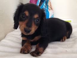 Some of their nicknames include wiener dogs, hot dogs, or sausage dogs.. 7 Week Old Black And Tan Make Longhaired Mini Dachshund