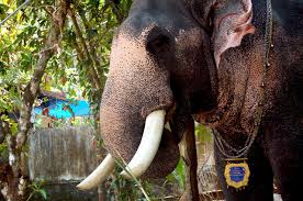 80 best karnan images great warriors hindu mythology hindu art. Kerala Elephant Hd Images