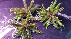 Image result for Pogostemon rogersii