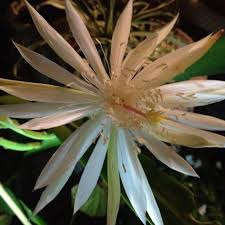 Unfortunately, agave plants are monocarpic and will pass on once they bloom, so many gardeners avoid encouraging flowers. Night Blooming Succulent Does Anyone Know The Name Of This Plant It Has Long Flat Leaves And The Blooms Onl Night Blooming Flowers Blooming Succulents Bloom