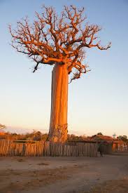 Image result for Adansonia digitata
