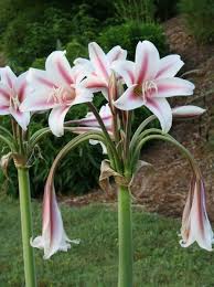 Image result for Crinum stuhlmannii