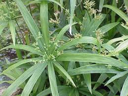 Image result for Cyperus maculatus