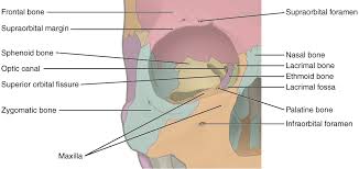 They are placed side by side at the middle and upper part of the face and by their junction, form the bridge of the upper one third of the nose. 7 2 The Skull Anatomy And Physiology