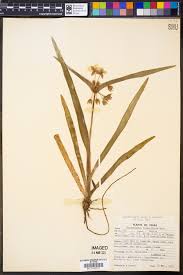 Image result for Aneilema umbrosum