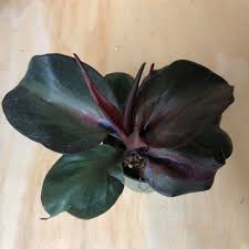 Philodendron Red Heart Facebook Jan20 In 2020 Philodendron Plants Red Heart