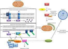 Genetic Perspective On The Synergistic Connection Between Vesicular Transport Lysosomal And Mitochondrial Pathways Associated With Parkinson S Disease Pathogenesis Acta Neuropathologica Communications Full Text