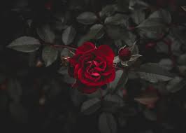 Download the best hd and ultra hd wallpapers for free. Rose Wallpapers Free Hd Download 500 Hq Unsplash