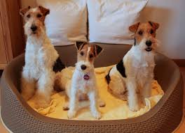 Edle glatthaar foxterrier von der lönshütte. Julia Weyer Und Christina Weyer Zuchten Foxterrier Im Saarland