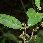 Image result for Cassipourea