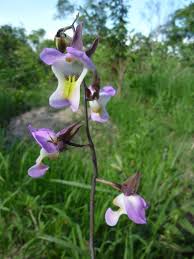 Image result for Eulophia horsfallii