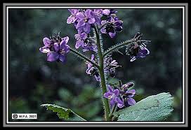 Image result for Wigandia urens