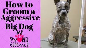 If you do this, nail clipping will be nothing for the dog. Grooming An Aggressive Dog Youtube