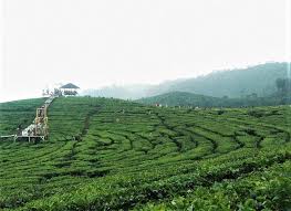 Find almost anything for sale in malaysia on mudah.my, malaysia's largest marketplace. Menikmati Udara Segar Di Perkebunan Teh Gunung Gambir Indonesia Traveler