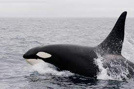 Es gab nur ein winziges luftloch. Schwimmen Mit Wilden Orcas Der Schonste Moment Meines Lebens